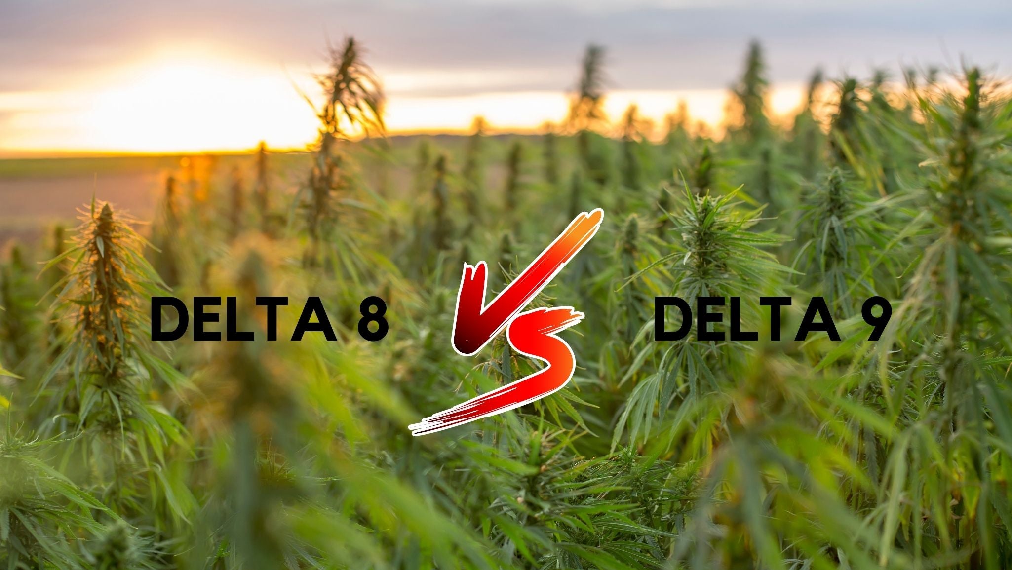 delta 8 vs delta 9