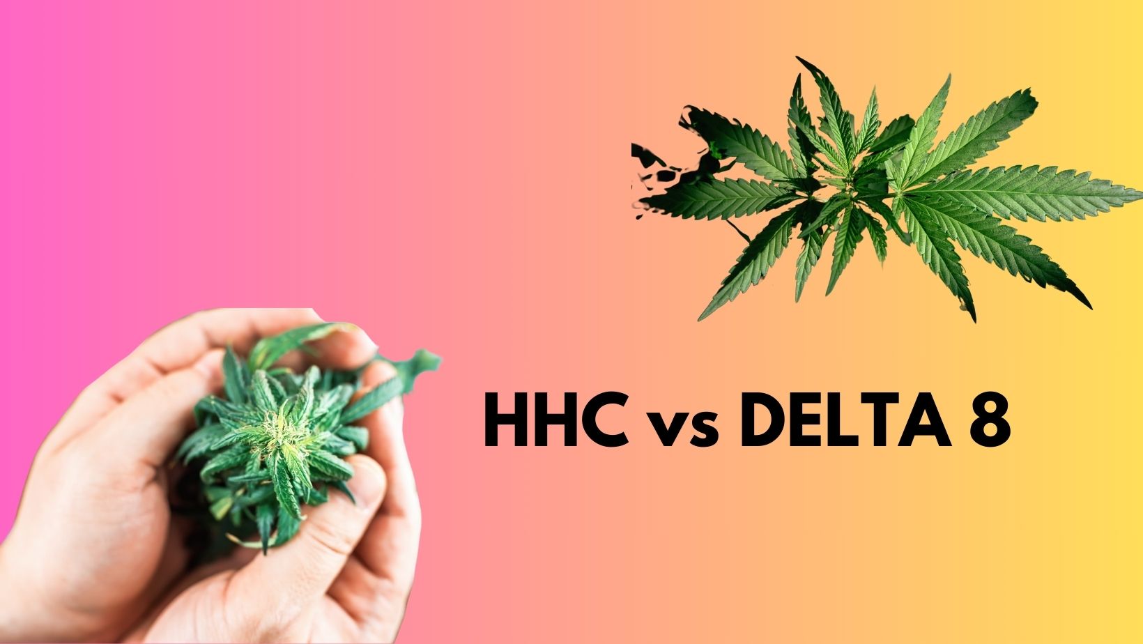 hhc vs delta 8